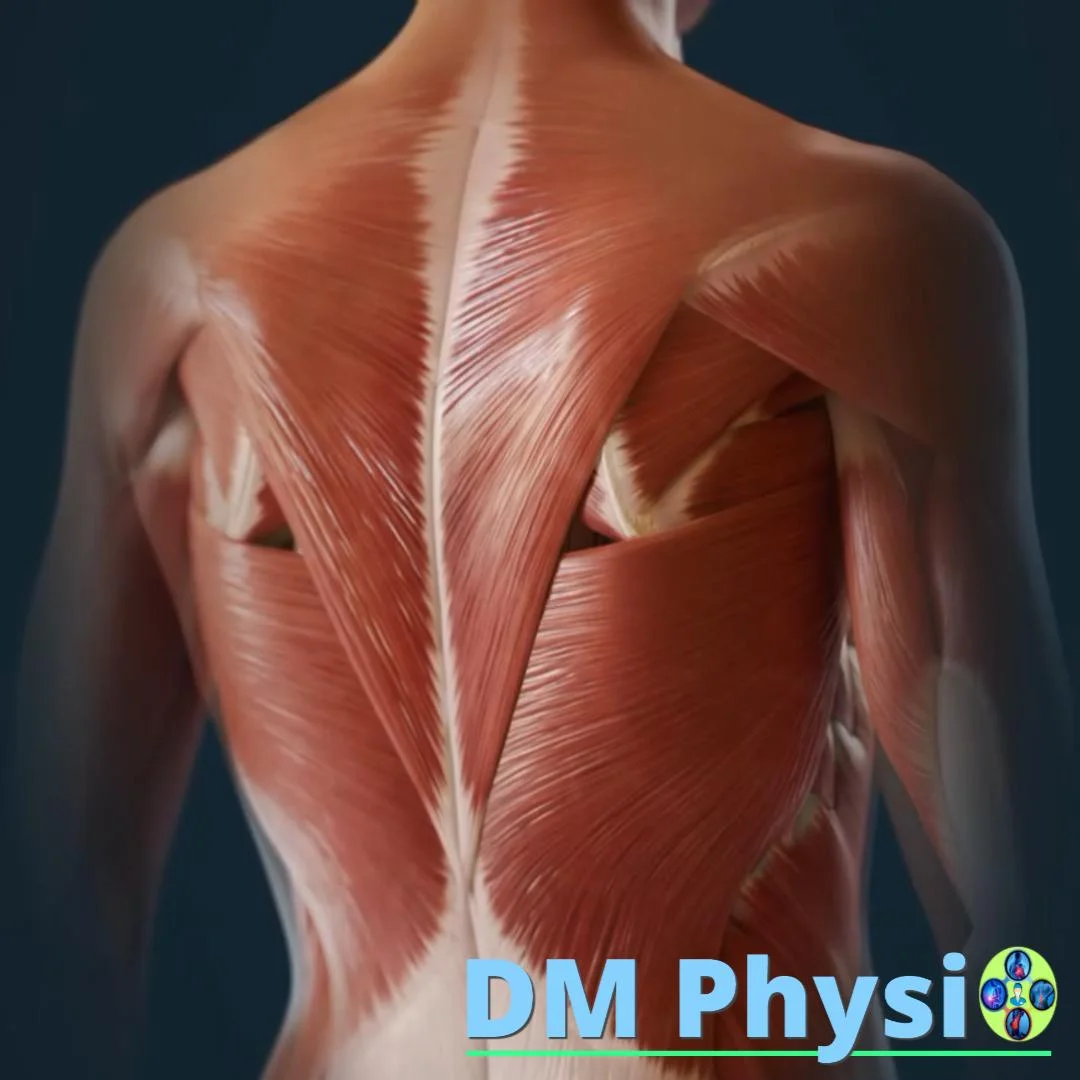 Анатомия на мускулите на гърба - статично изображение